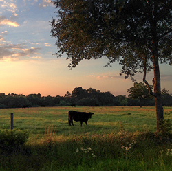 Just outside Bellville